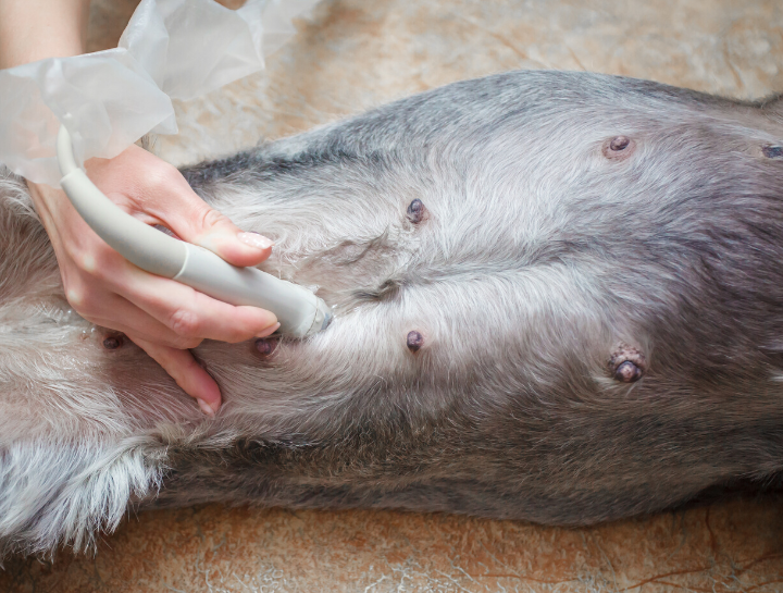 State-of-the-Art Ultrasound