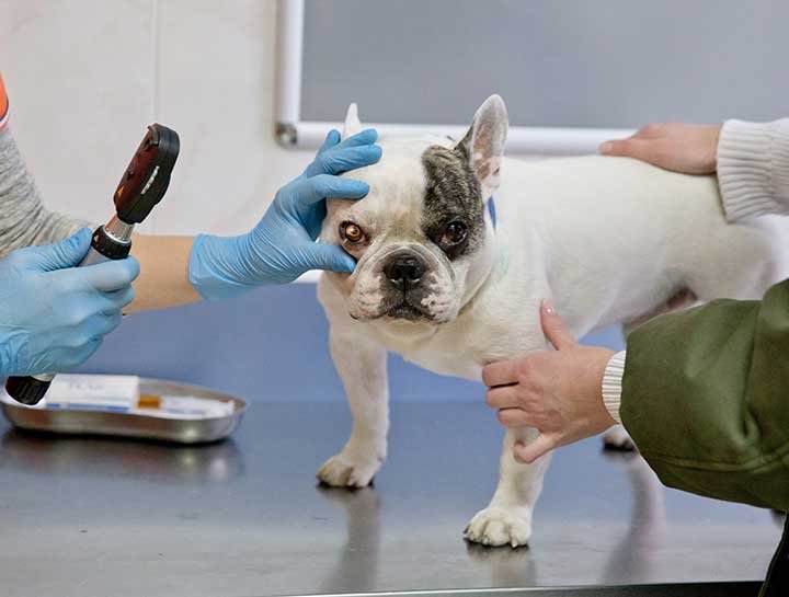 Pet Ophthalmology