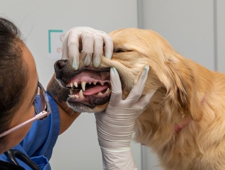 Complete Dental Suite