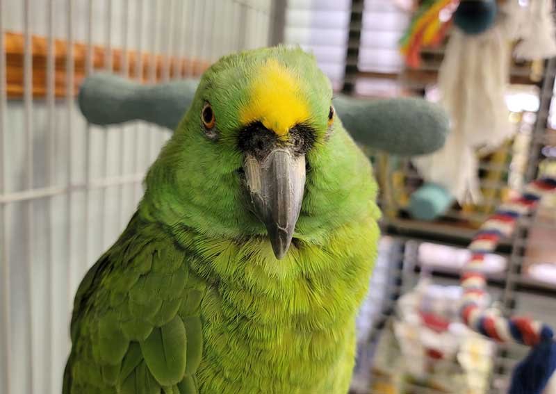 Carousel Slide 3: Professional bird care from world-renowned Avian Veterinarian, Dr. Joel Murphy
