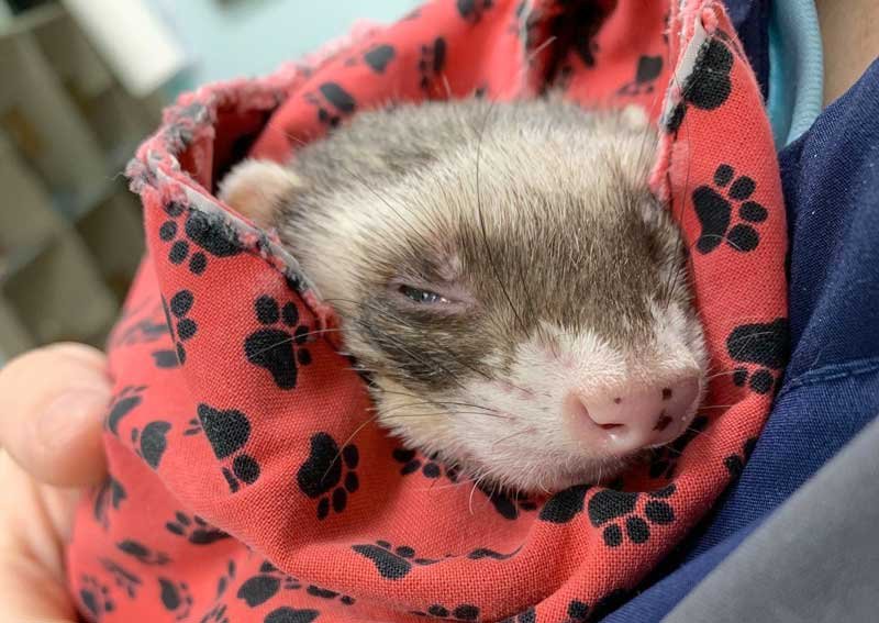 Carousel Slide 4: Pocket pet care