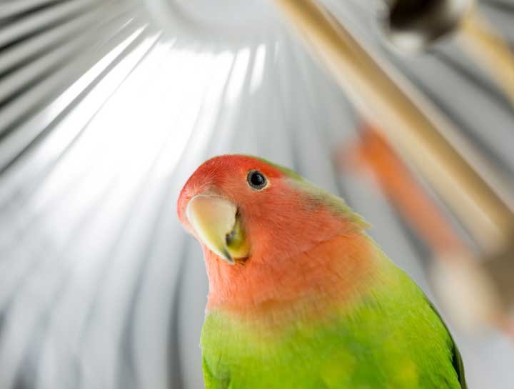 Avian Surgery: Air Sac Tubes
