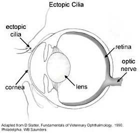 Cranial Eyelid Disease