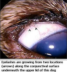 Cranial Eyelid Disease