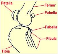 Cranial Cruciate Disease