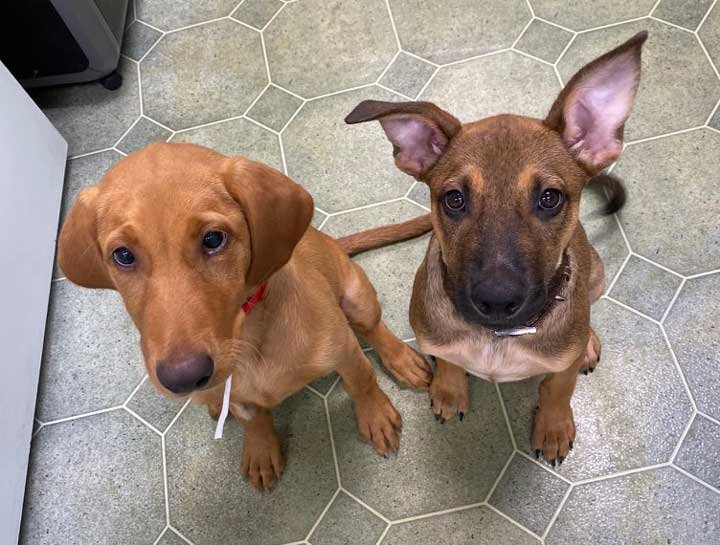 Puppy & Kitten Care 
